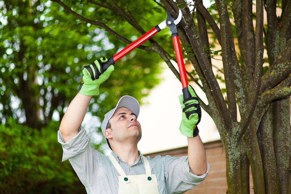 The of Tree Pruning for Tree & Safety