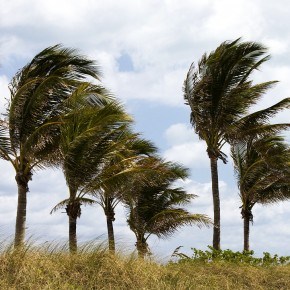 Palm Trees Blowing in Rough Winds