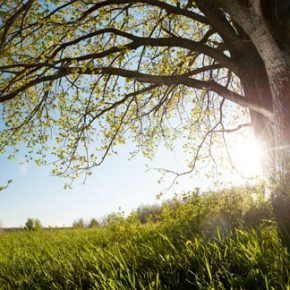 Sunny oak tree