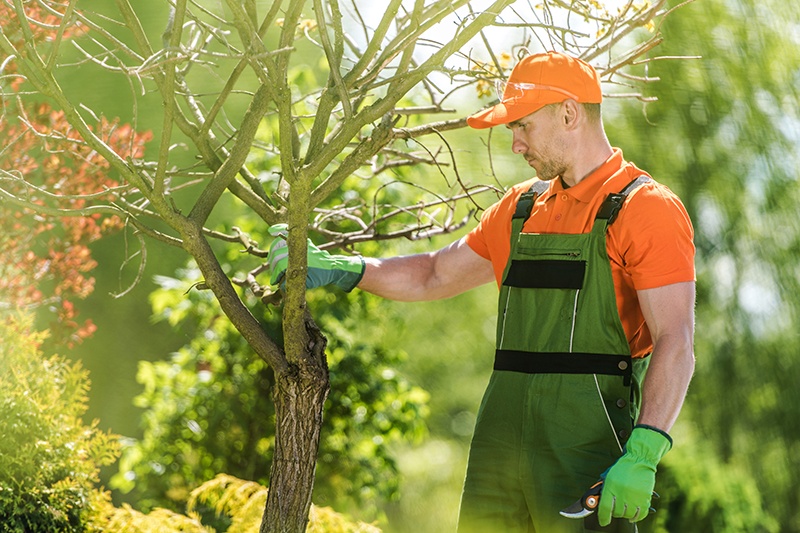 True Guardian Tree Services Merced