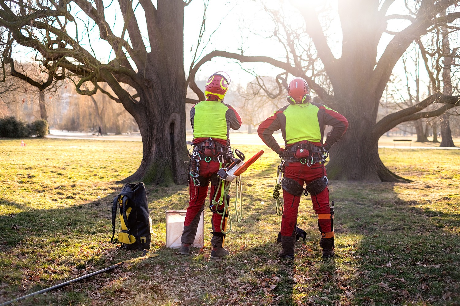 5 Reasons To Use An Arborist With A Traq