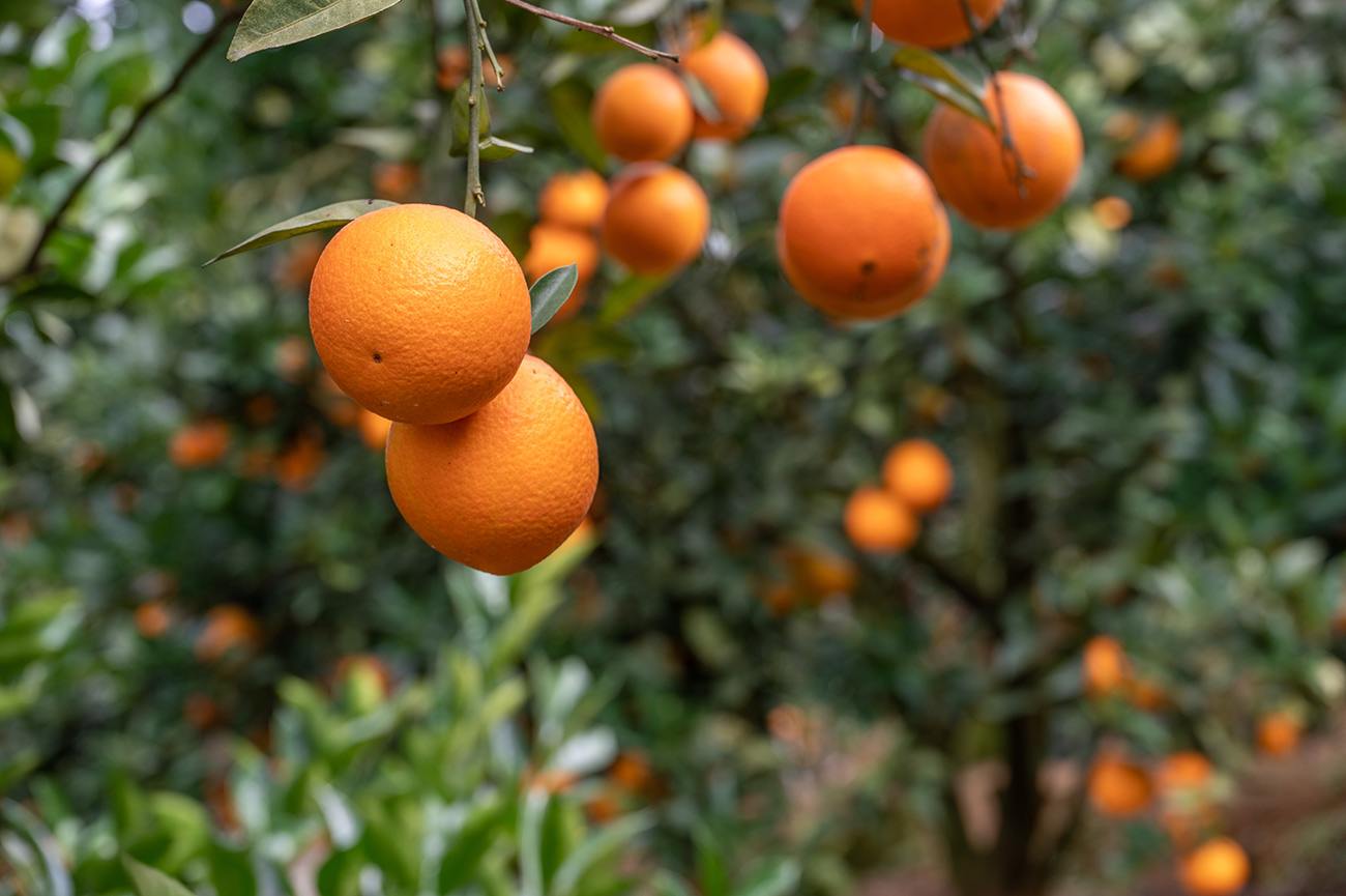 6-tips-for-caring-for-your-fruit-trees-in-the-winter