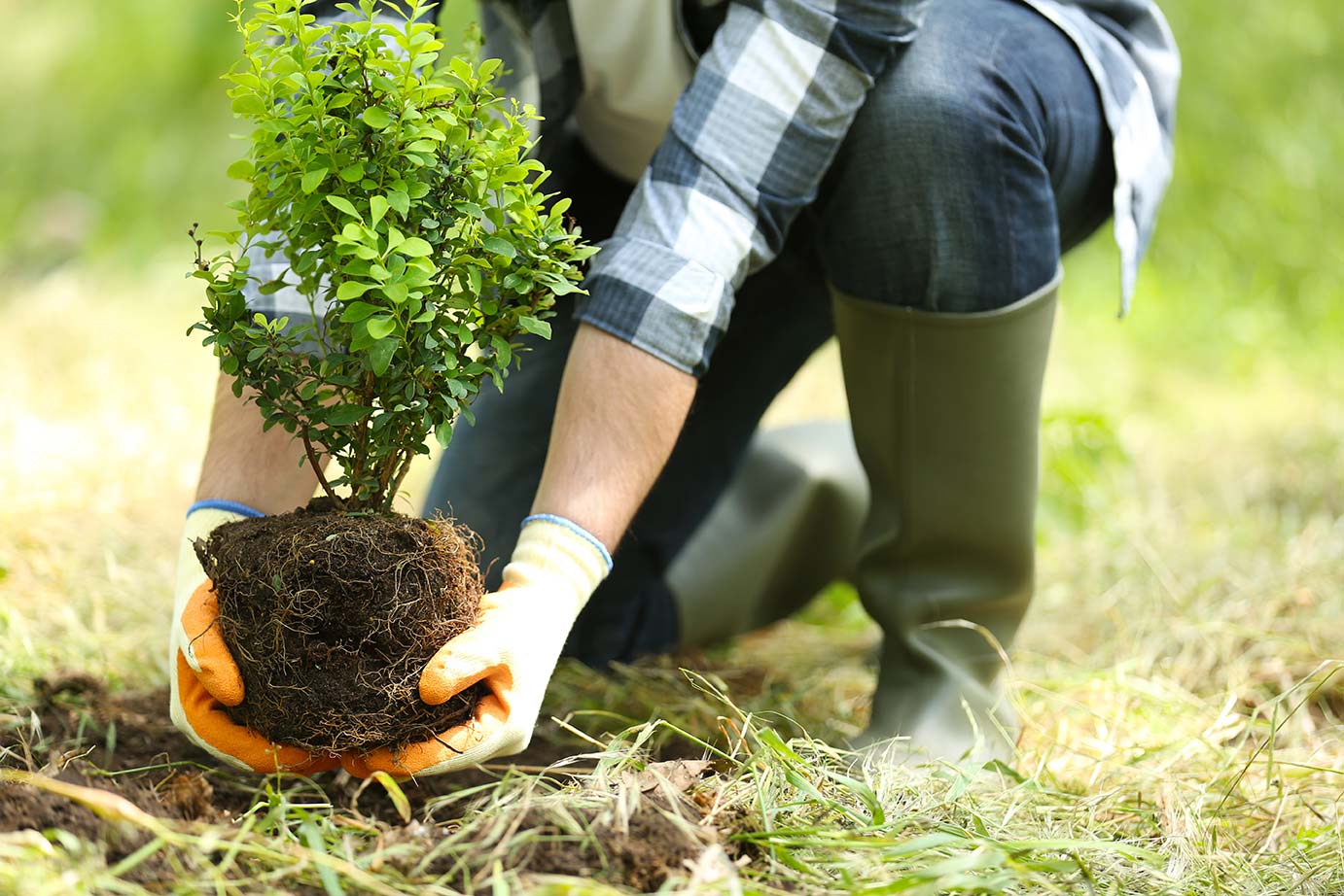 image.title Easy Steps for Proper Tree Planting