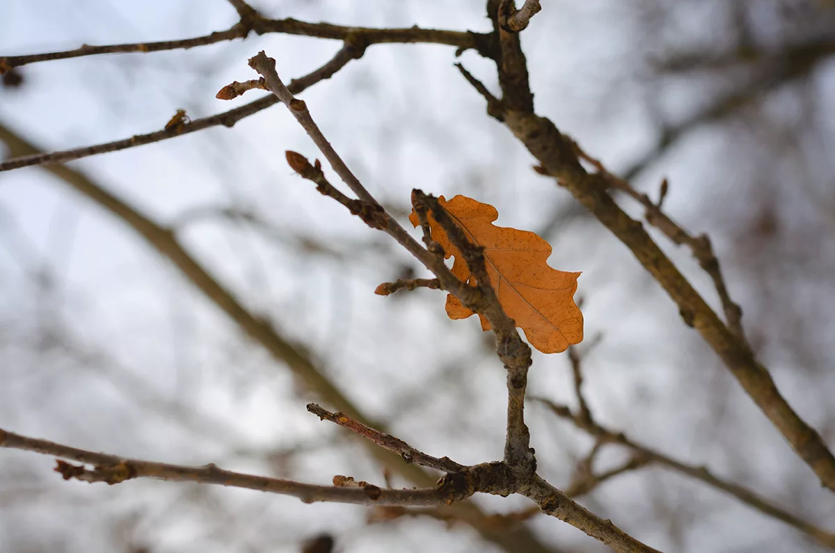What Happens To Leaves During Winter?