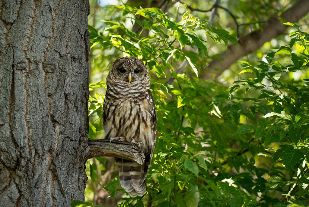 A Northern spotted owl on tree branch in green forest