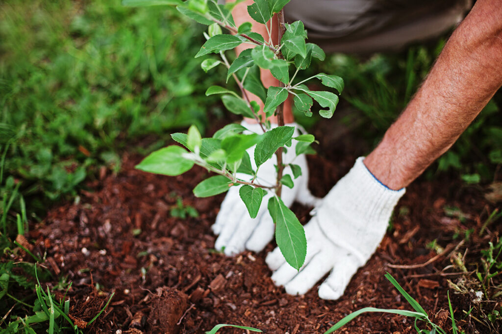 An arborist or tree care specialist wearing gloves plants a young tree in the ground.