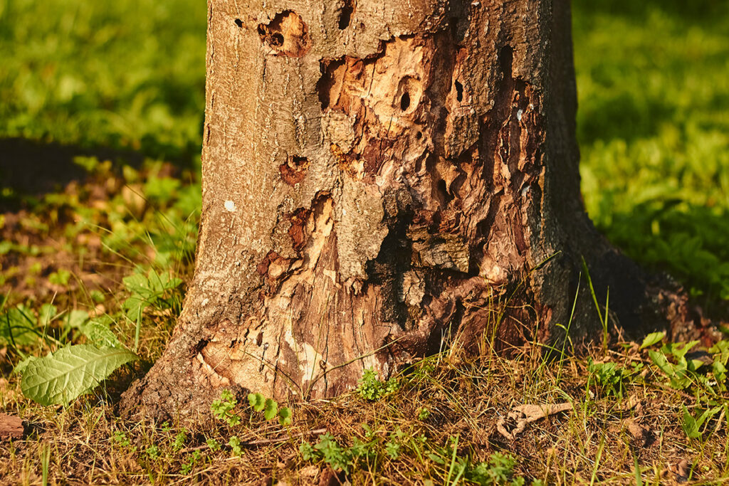 A tree trunk with pest damage from insects