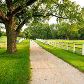 A tree on a spacious property, surrounded by green grass and a white fence, showing the concept of how trees increase property value