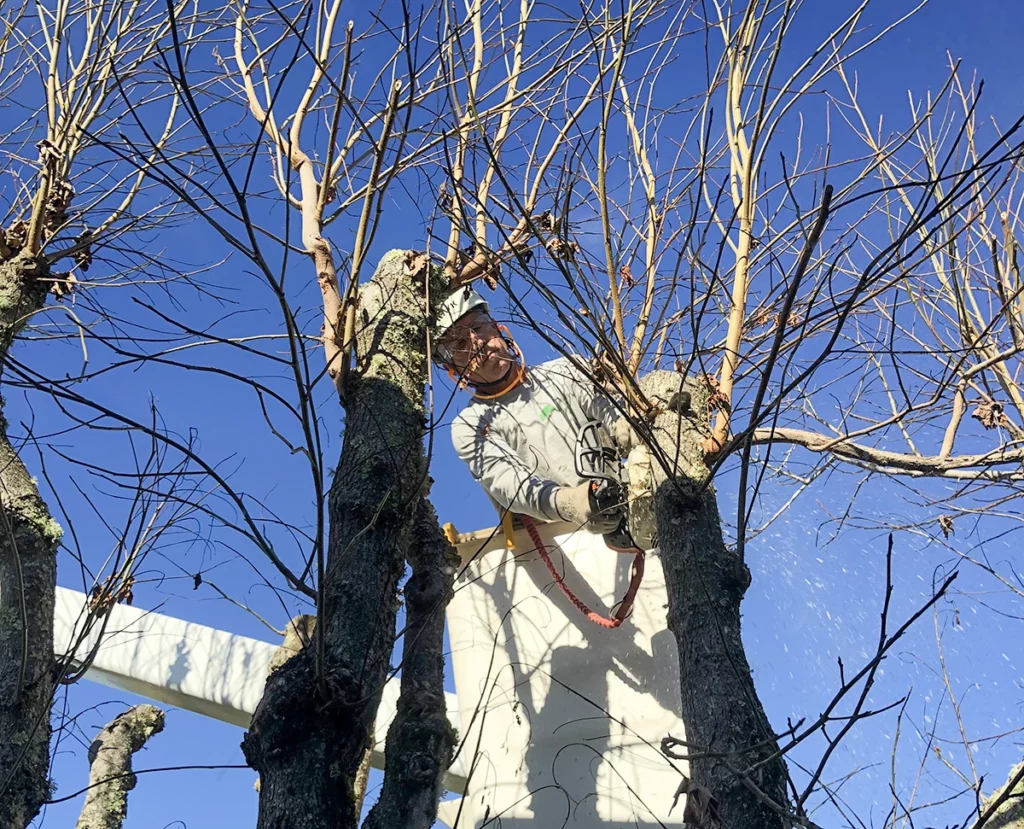 A Vintage Tree Care arborists providing professional tree crown restoration services in Santa Rosa