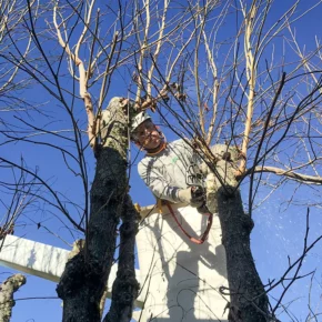 A Vintage Tree Care arborists providing professional tree crown restoration services in Santa Rosa