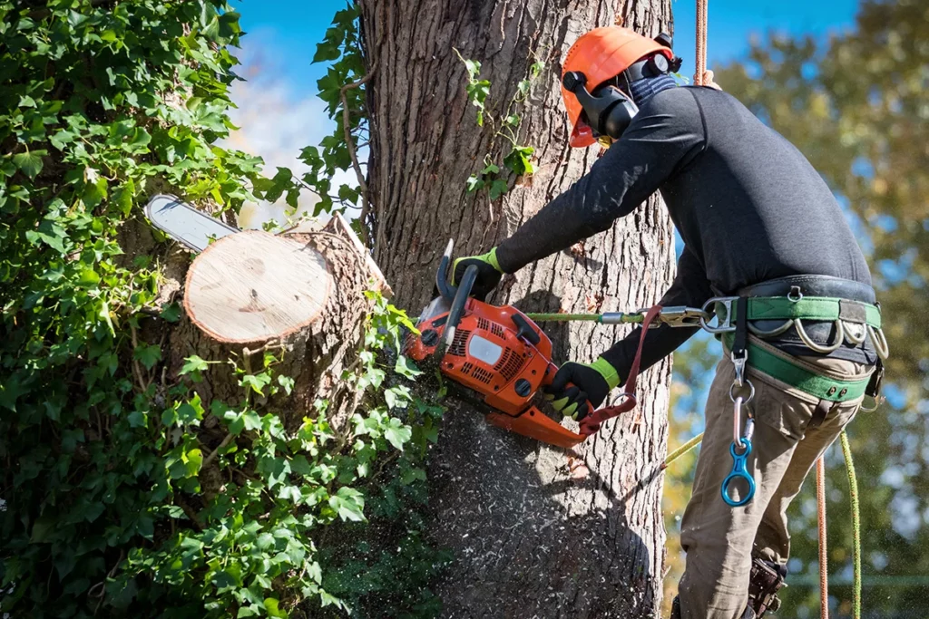 Tree removal for environmental benefits, completed by an arborist wearing a hard hat and holding a chainsaw