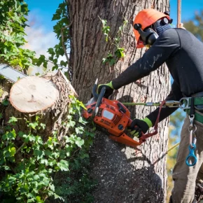 Tree removal for environmental benefits, completed by an arborist wearing a hard hat and holding a chainsaw