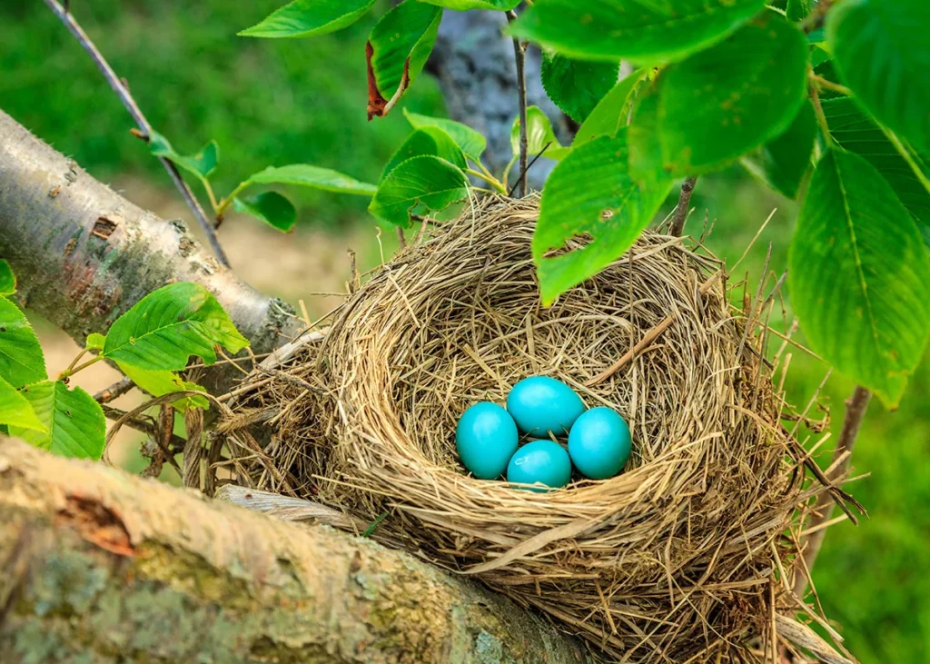 A nest of blue robins eggs in a tree, showing how proper tree care supports important breeding grounds for wildlife. 