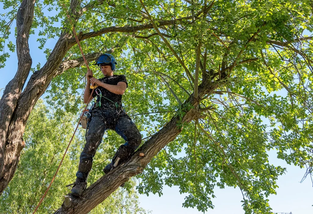 An experienced arborist dressed in safety gear stands in a leafy tree, holding onto a rope.