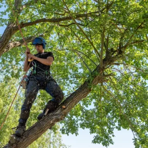 An experienced arborist dressed in safety gear stands in a leafy tree, holding onto a rope.