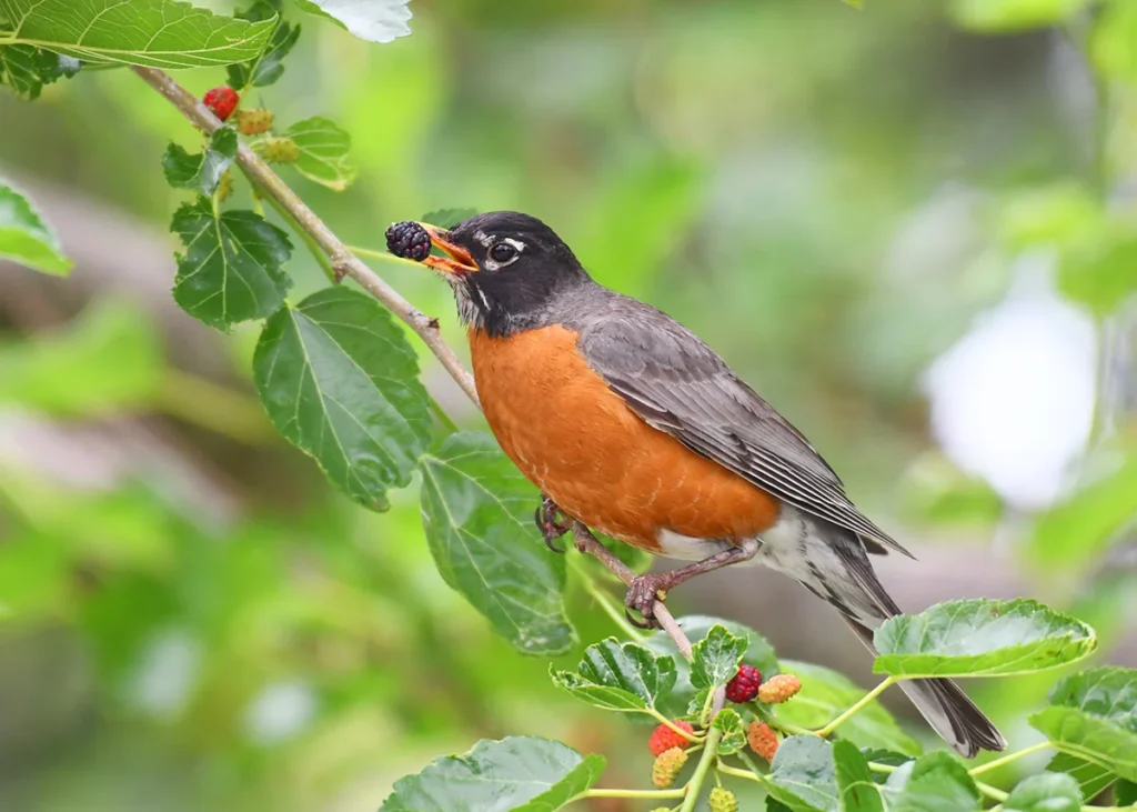 A robin sits on the branch of a mulberry tree, eating berries, showing how proper tree care supports wildlife by providing birds and other animals with sources of food.