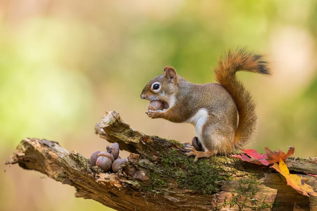 A squirrel sits on the branch of a tree, eating an acorn next to autumn leaves