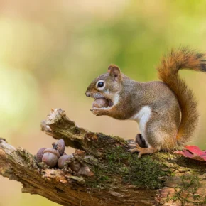 A squirrel sits on the branch of a tree, eating an acorn next to autumn leaves