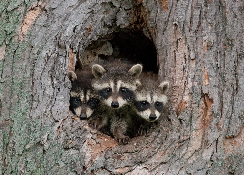 Three raccoons peek out from the trunk of a tree, showing how proper tree care provides wildlife with habitats and stable shelter.