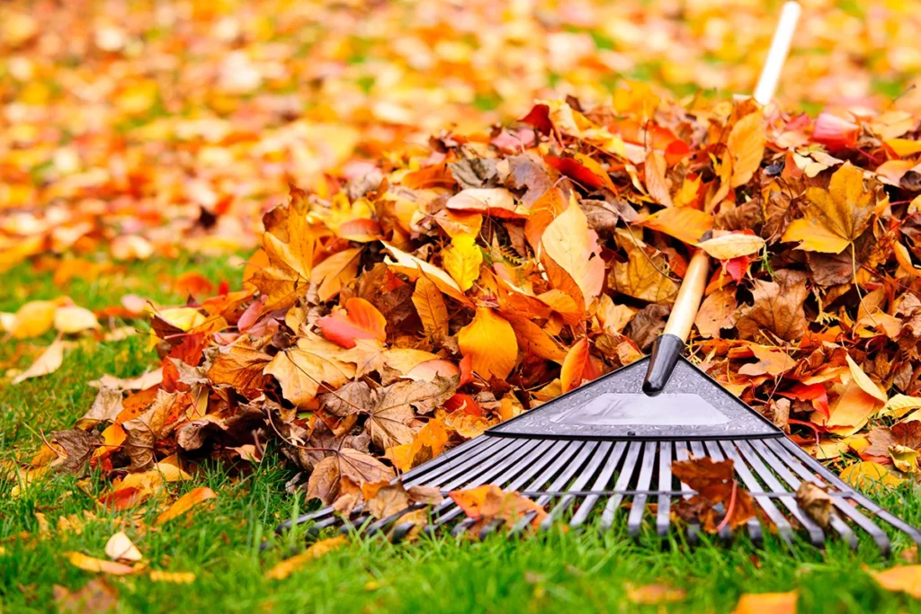 A person raking orange autumn leaves to manage fallen tree leaves in their yard