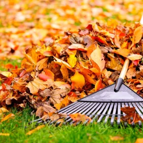 A person raking orange autumn leaves to manage fallen tree leaves in their yard