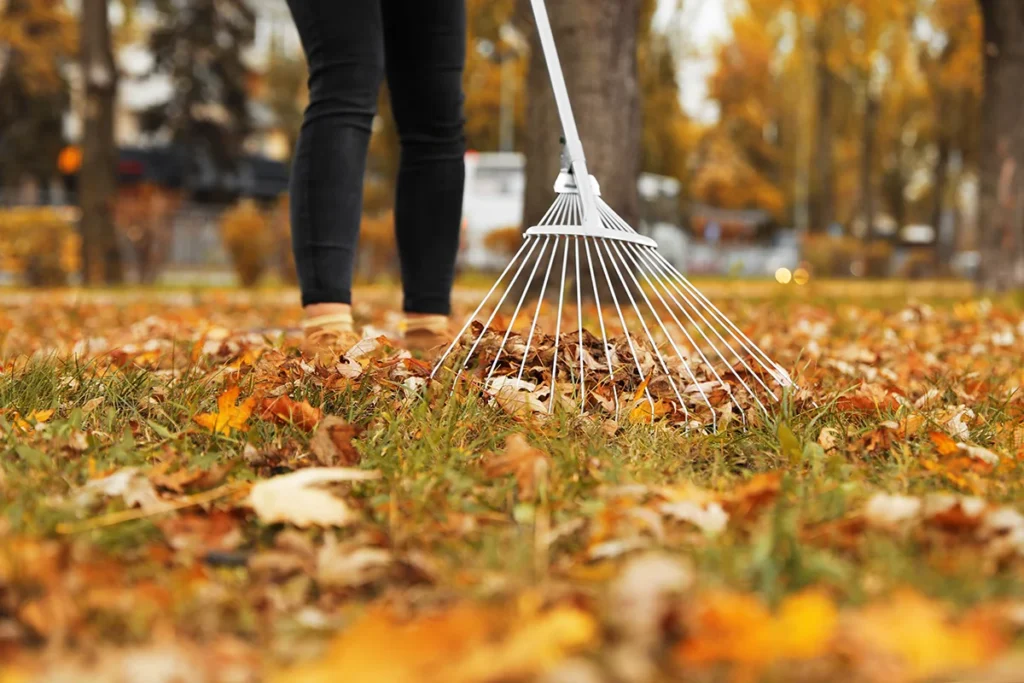 A person uses a rake to manage fallen tree leaves in their yard