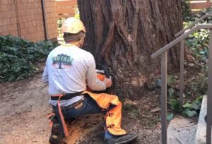 A Vintage Tree Care certified arborist providing tree removal services in Santa Rosa