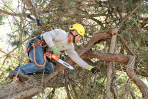 A Vintage Tree Care certified arborist providing tree maintenance services in Santa Rosa