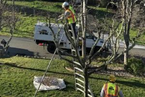 A Vintage Tree Care certified arborist providing tree trimming and tree pruning services in Santa Rosa