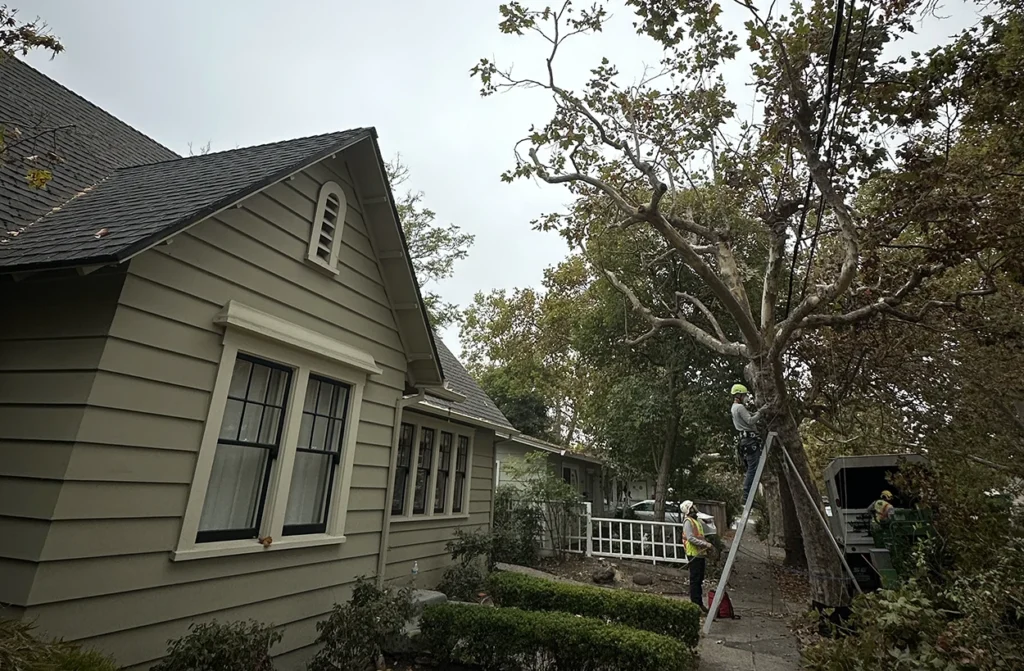 Two Vintage Tree Care Certified Arborists performing tree crown restoration services at a Santa Rosa home.