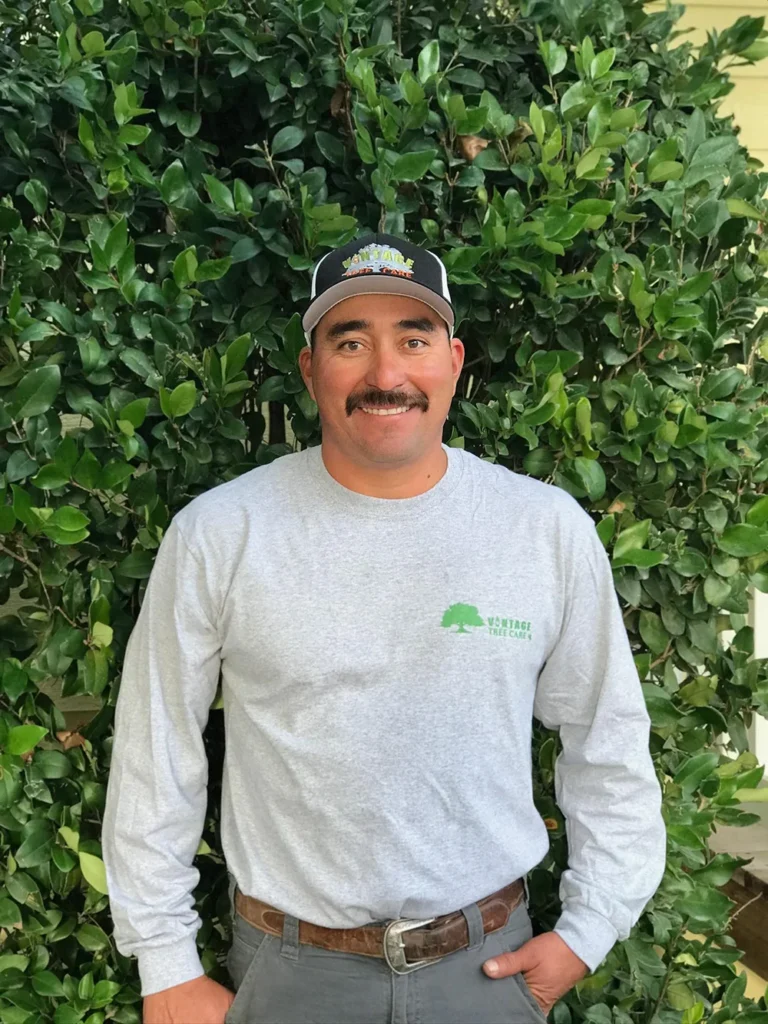 Faustino, crew supervisor at Vintage Tree Care