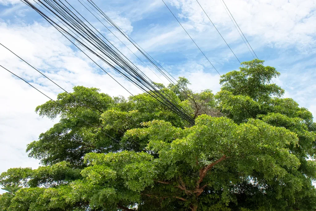 A big green tree growing near a power line