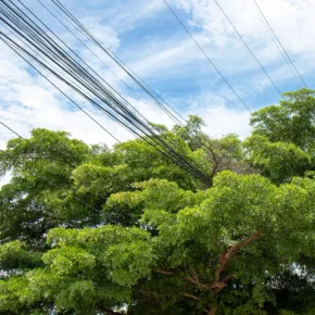 A big green tree growing near a power line