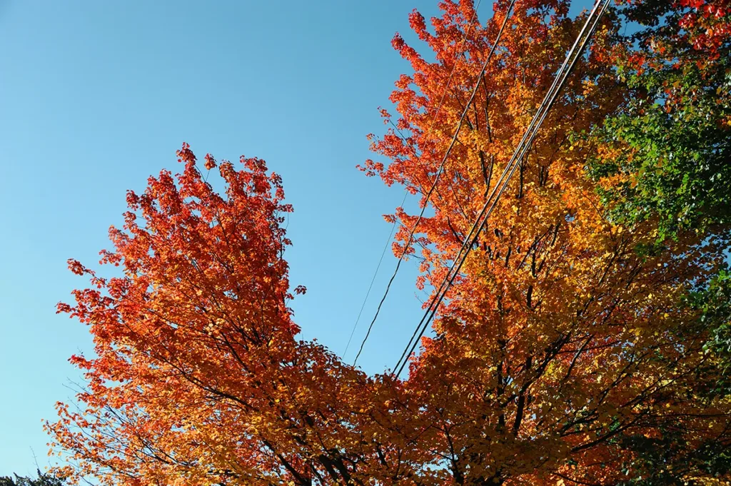 A big tree with autumn leaves growing close to a power line